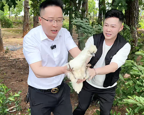 【溯源】泰和乌鸡